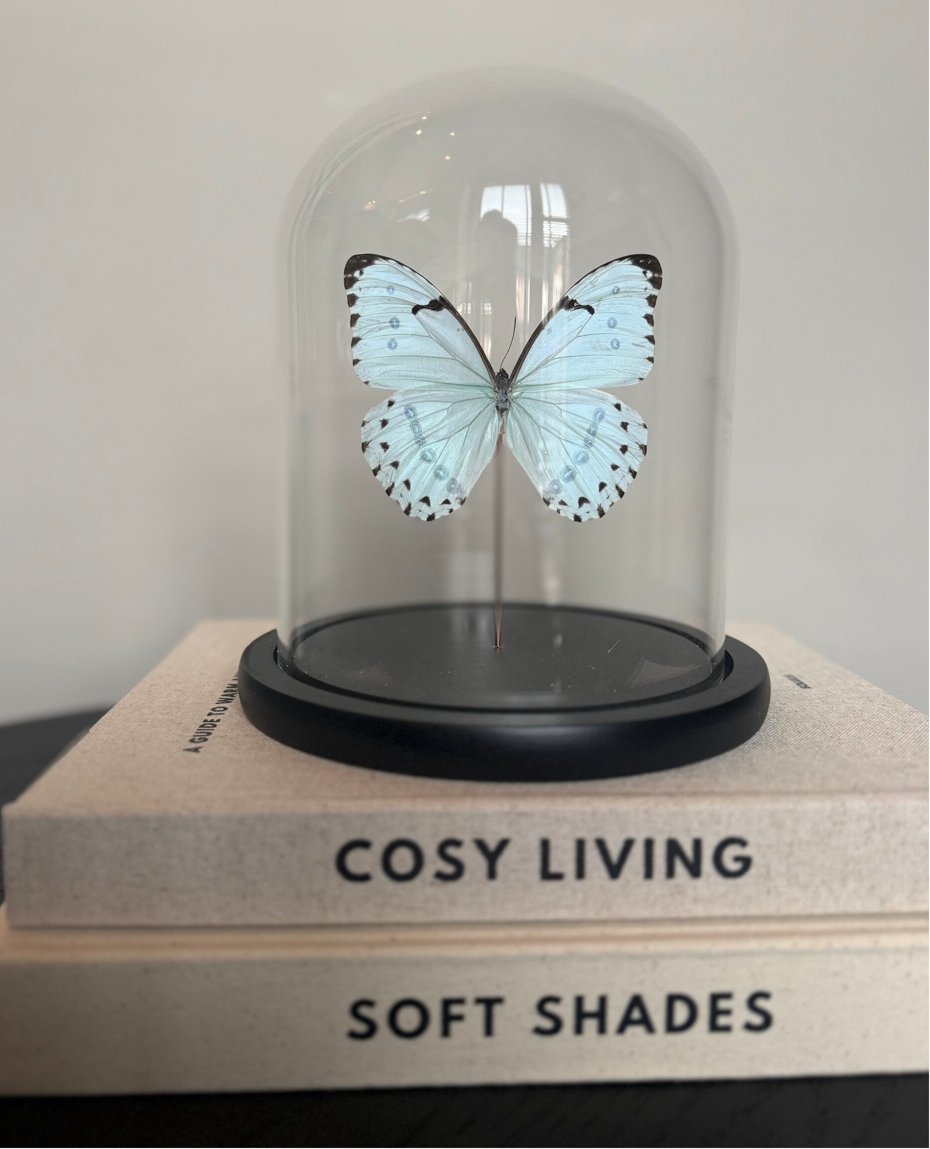 Vlinderstolp parelmoer