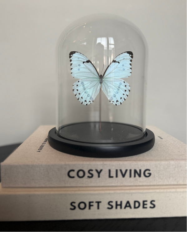 Vlinderstolp parelmoer