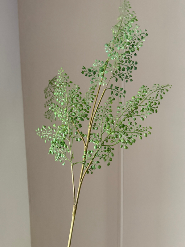 Adanthium Fern