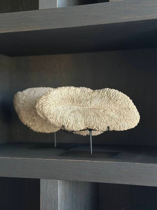 Koraal Waaier