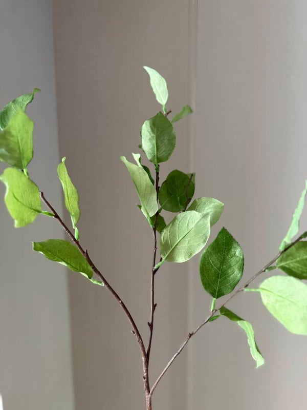 Lemon Leaf