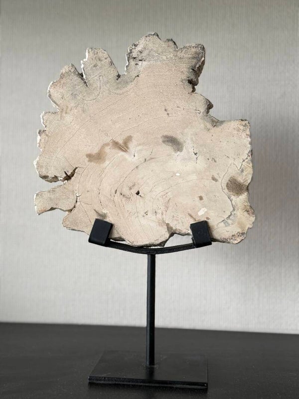 Versteend hout Beige