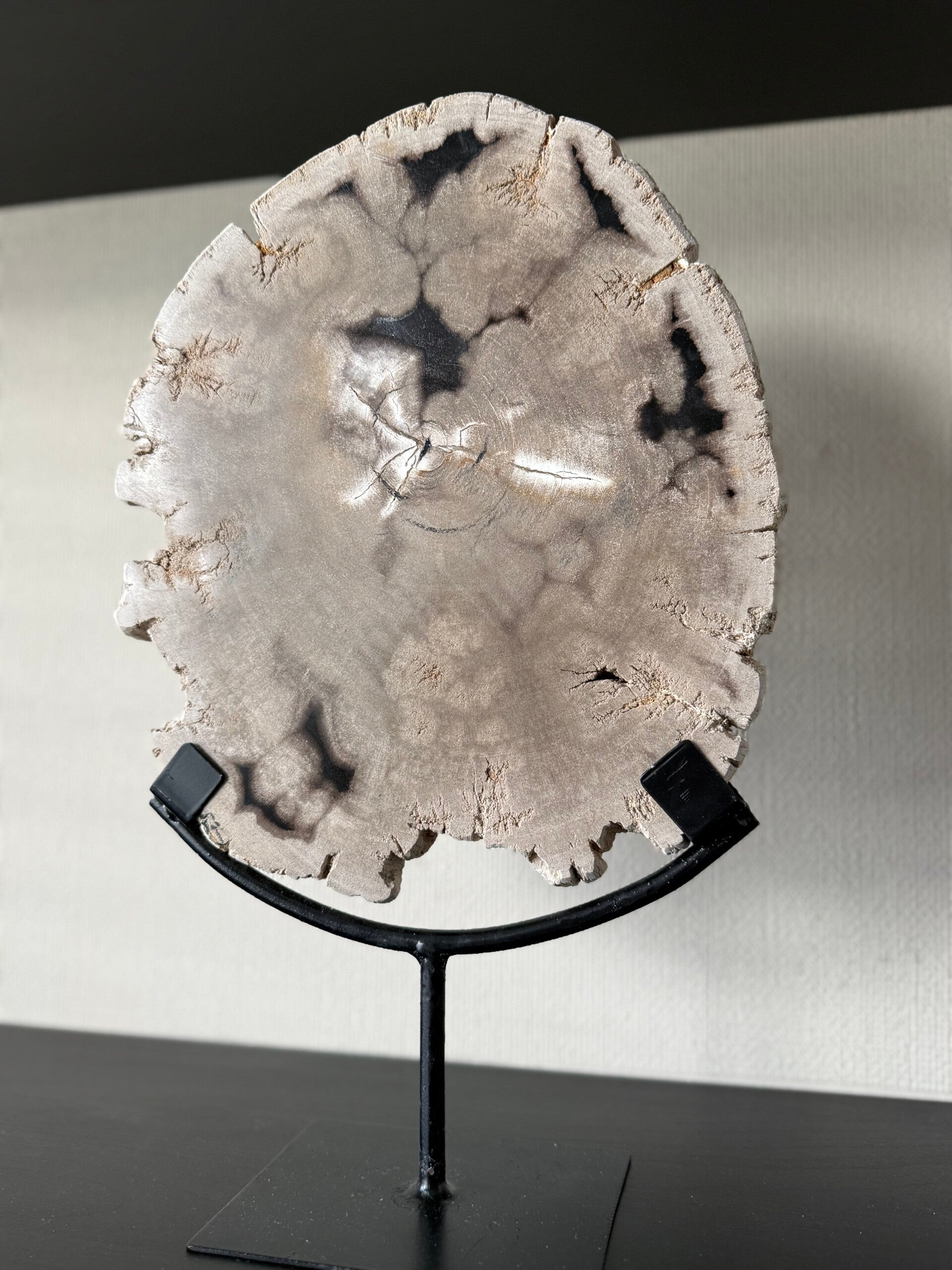 Versteend Hout op statief