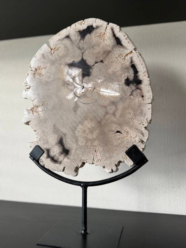 Versteend Hout op statief