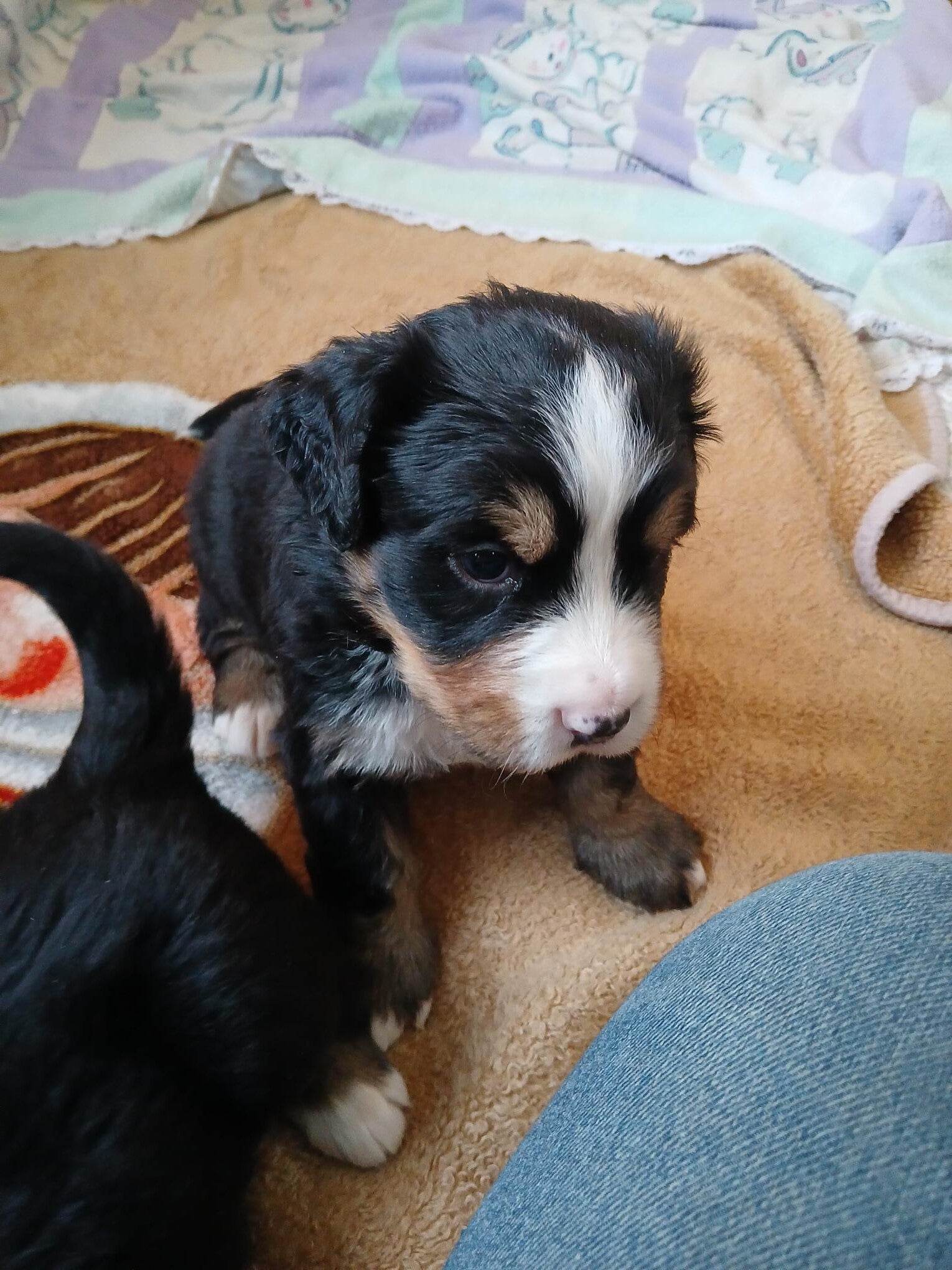 MÂLE (3) 1 MOIS ADOPTÉ