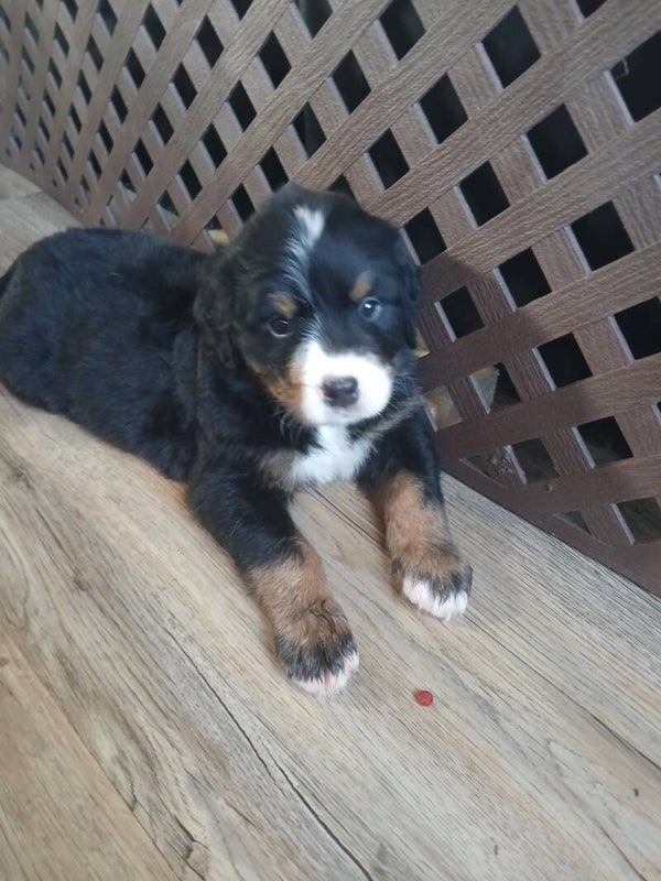 MÂLE (2) DE 7 SEMAINES (ADOPTÉ)