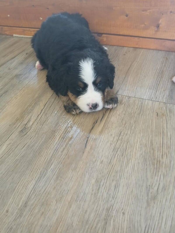 FEMELLE (4) DE 1 MOIS (ADOPTÉE)