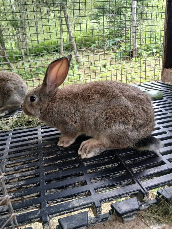 LapinS FemelleS né le 29 avril 2025