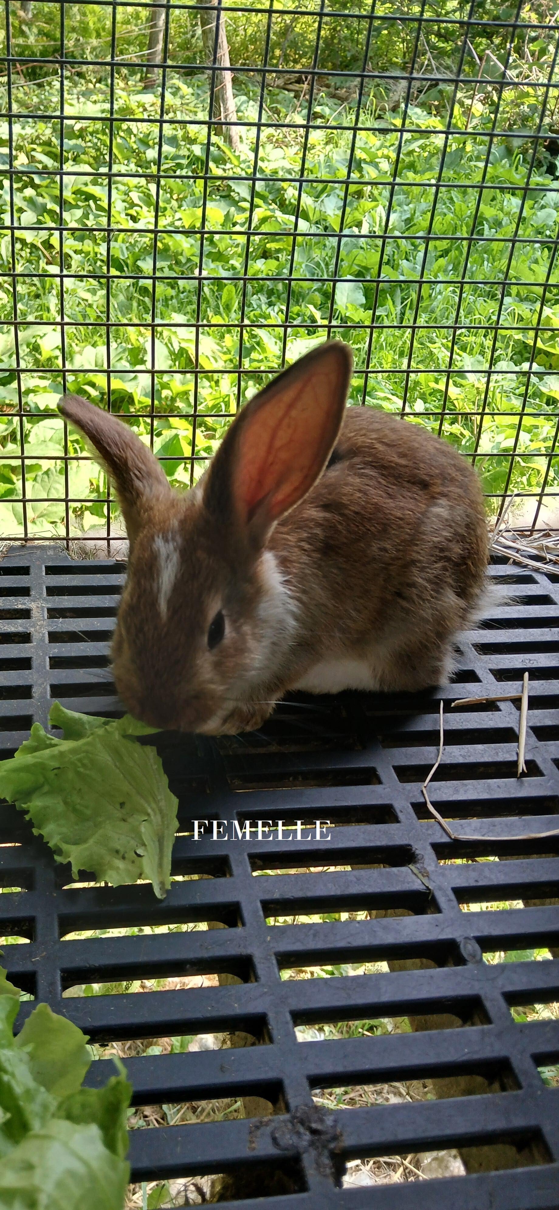 Lapin Femelle né le 29 juin   VENDU