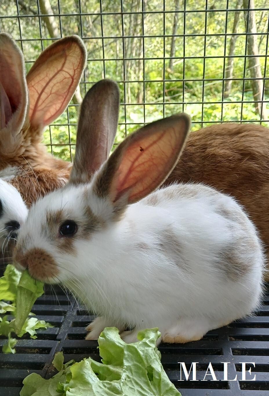 Lapin mâle né le 29 juin VENDU