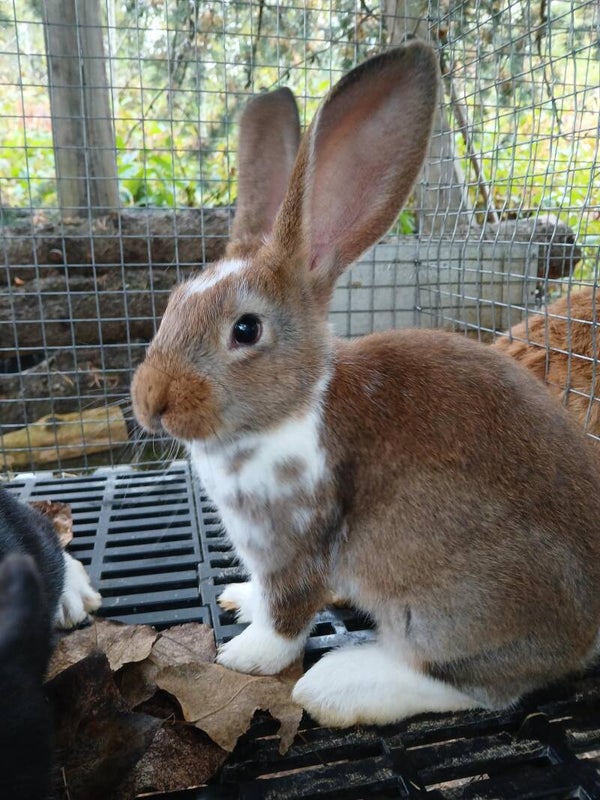 Lapin Male ne le 18 aout  2025