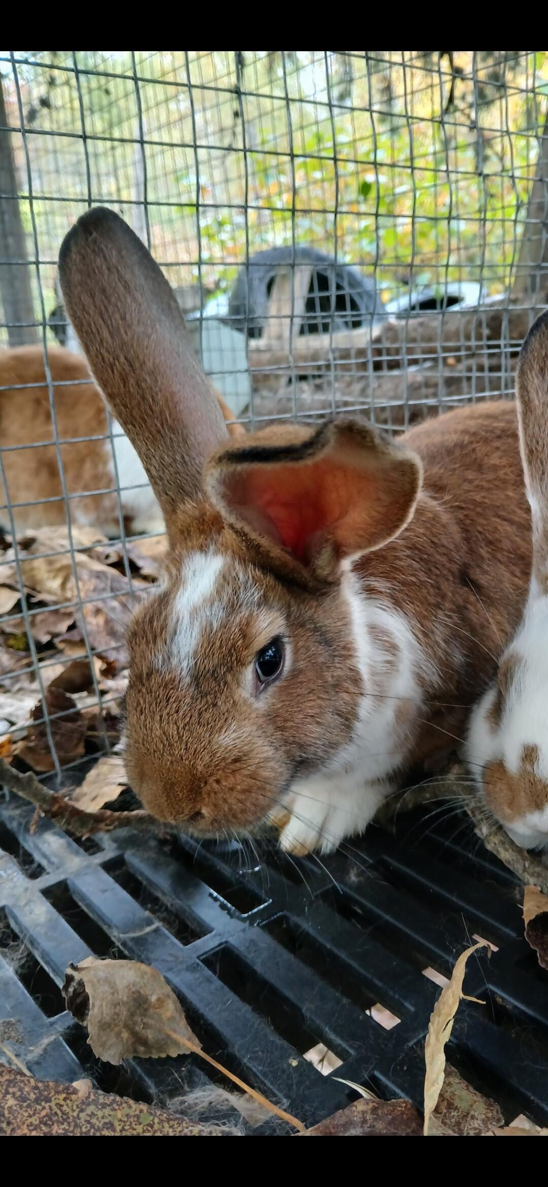 Lapin mâle né le 18 aout 2025