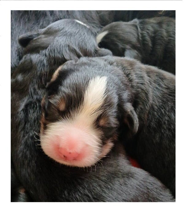 MÂLE (2) 4 jours