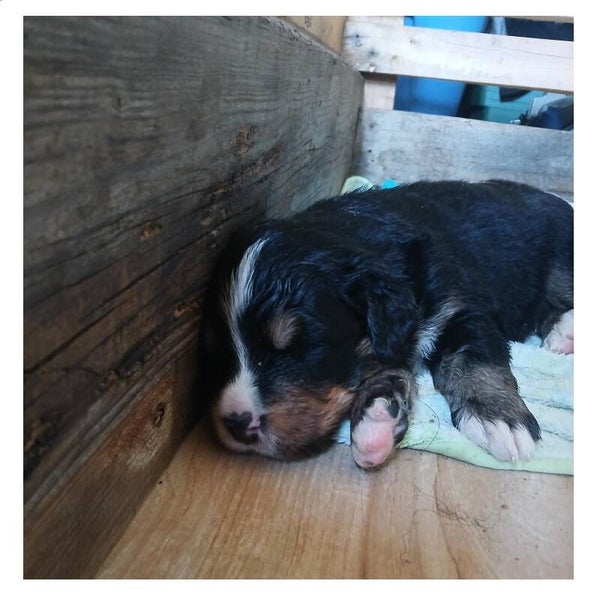Mâle (3 ) 25 jours