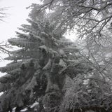 IMG_5420-kopie.jpg