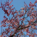 IMG_6301-kopie.jpg