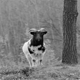 IMG_61442-1.jpg