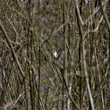 IMG_60902.jpg