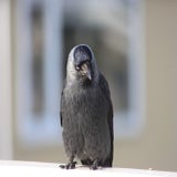 IMG_6985-kopie-kopie-kopie-kopie.jpg