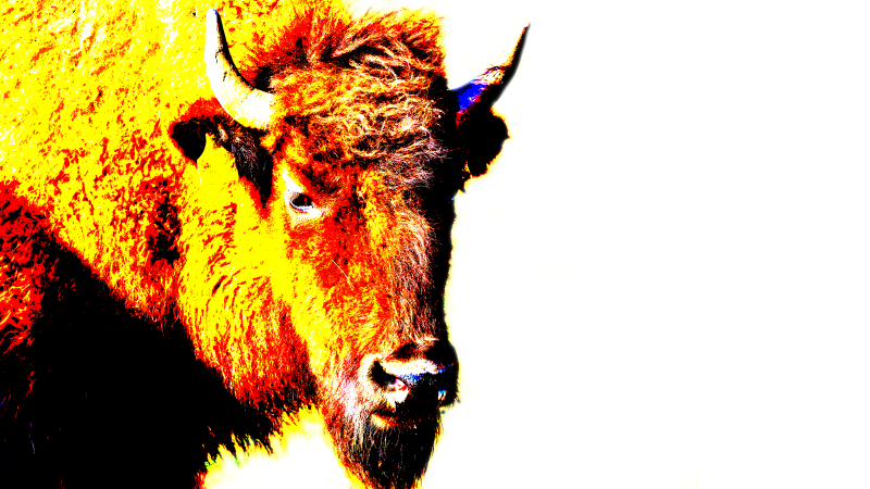 bison1-standard-lzecs8.png