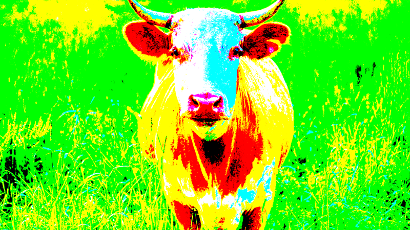 bull1-standard-jxdqr7.png