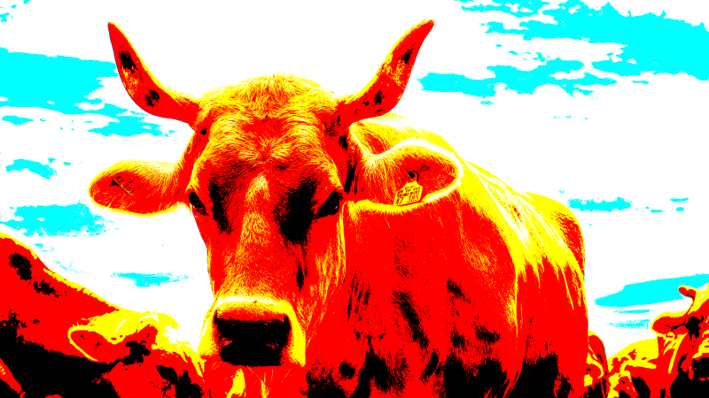 bull2-standard-2mpkyv.png