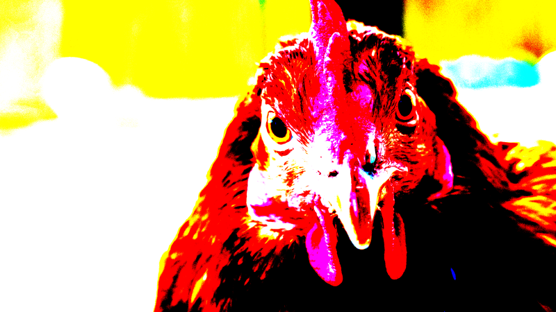 chicken1-standard-onflj6.png