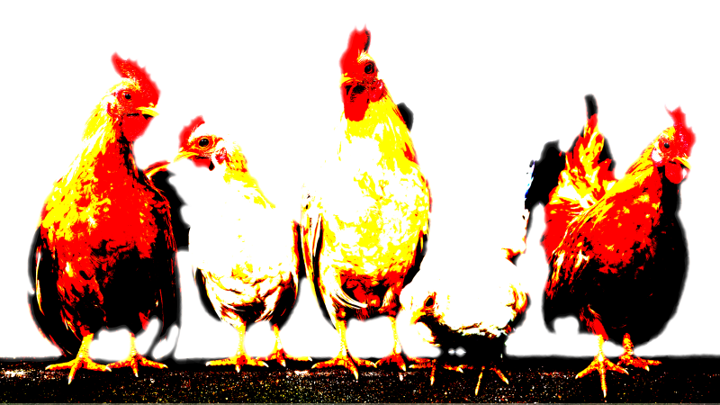 chicken2-standard-2qb65p.png