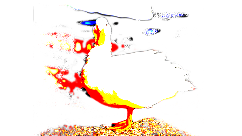 duck1-standard-3dd6vo.png