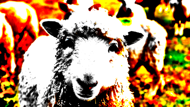 lamb1-standard-6bnpq1.png