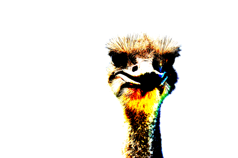 ostrich1-standard-hs0r9e.png
