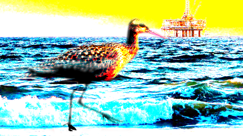 seabirds10-standard-2bna0w.png