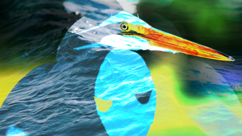 seabirds2-standard-juzwpi.png