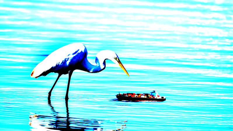 seabirds3-standard-4m201l.png