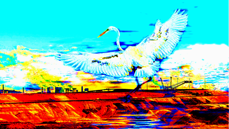 seabirds4-standard-zds6i3.png