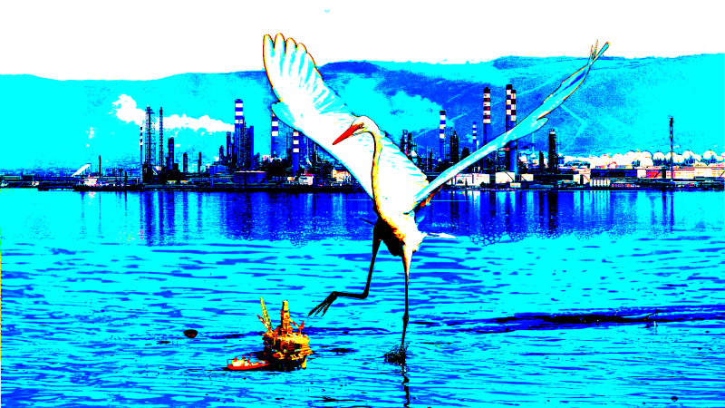 seabirds5-standard-3g8z0s.png