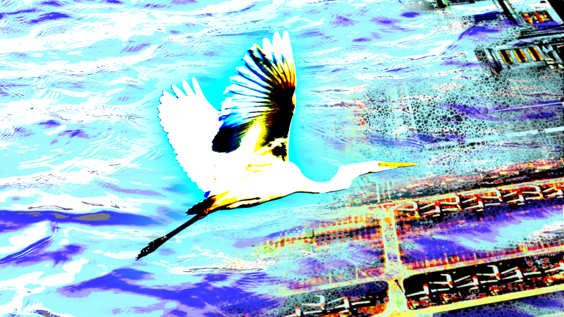seabirds6-standard-c65ns8.png