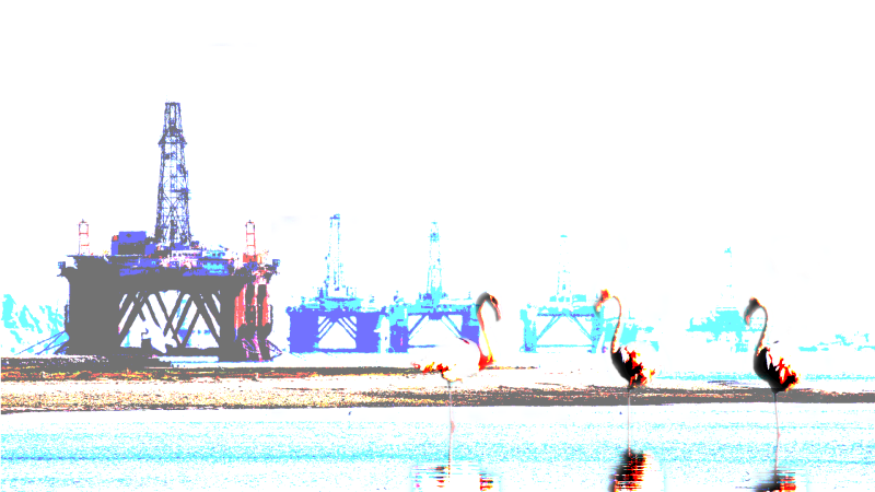 seabirds9v2-standard-efyubq.png