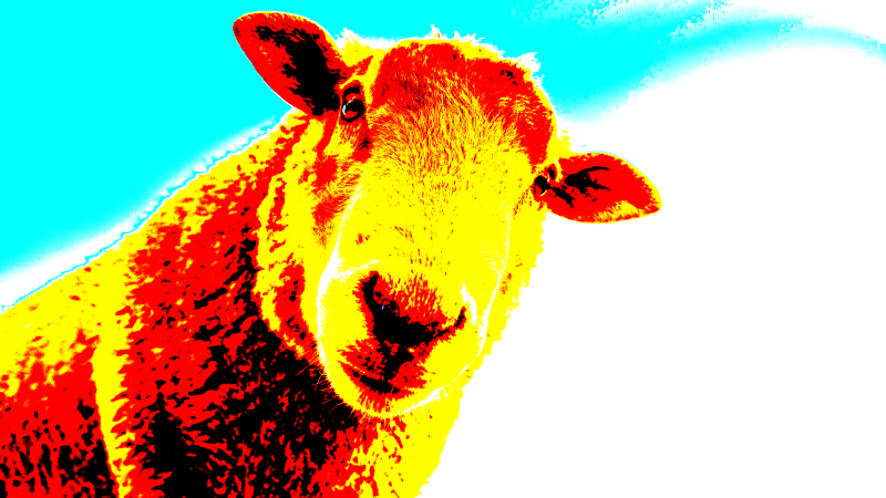 sheep1-standard-68cw8b.png