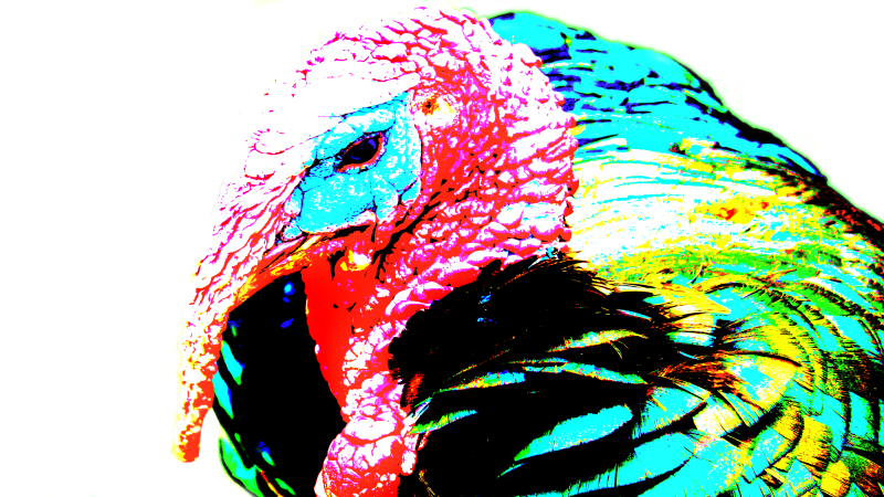 turkey1-standard-iymaov.png