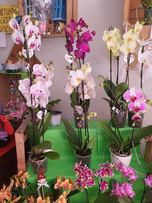 orchidee