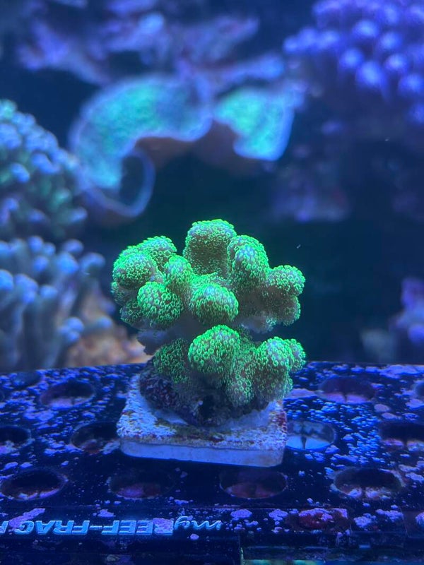 Stylophora pistillata (Fingerkoralle) "Grün/Pink"