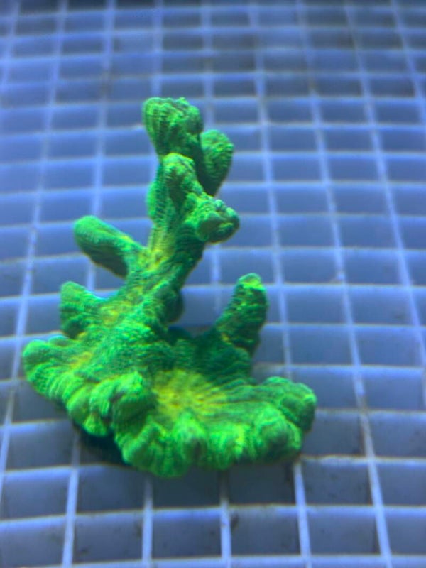 Pectinia alcicornis (Kamm Koralle) "Space Invader"