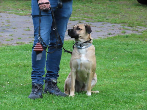 Gehoorzame hond (10 lessen vanaf 4 maart 2026)