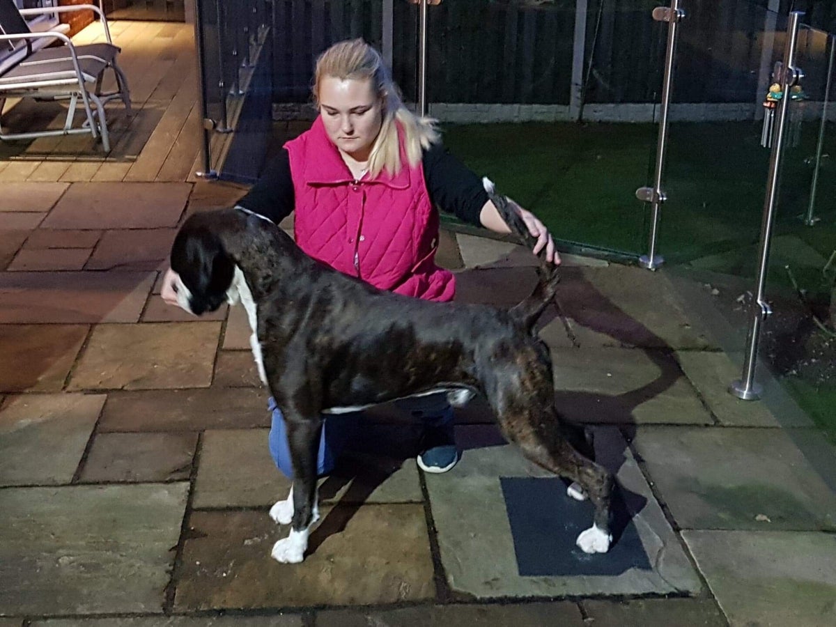 Current Show Team | Whirlobox Boxer Dogs