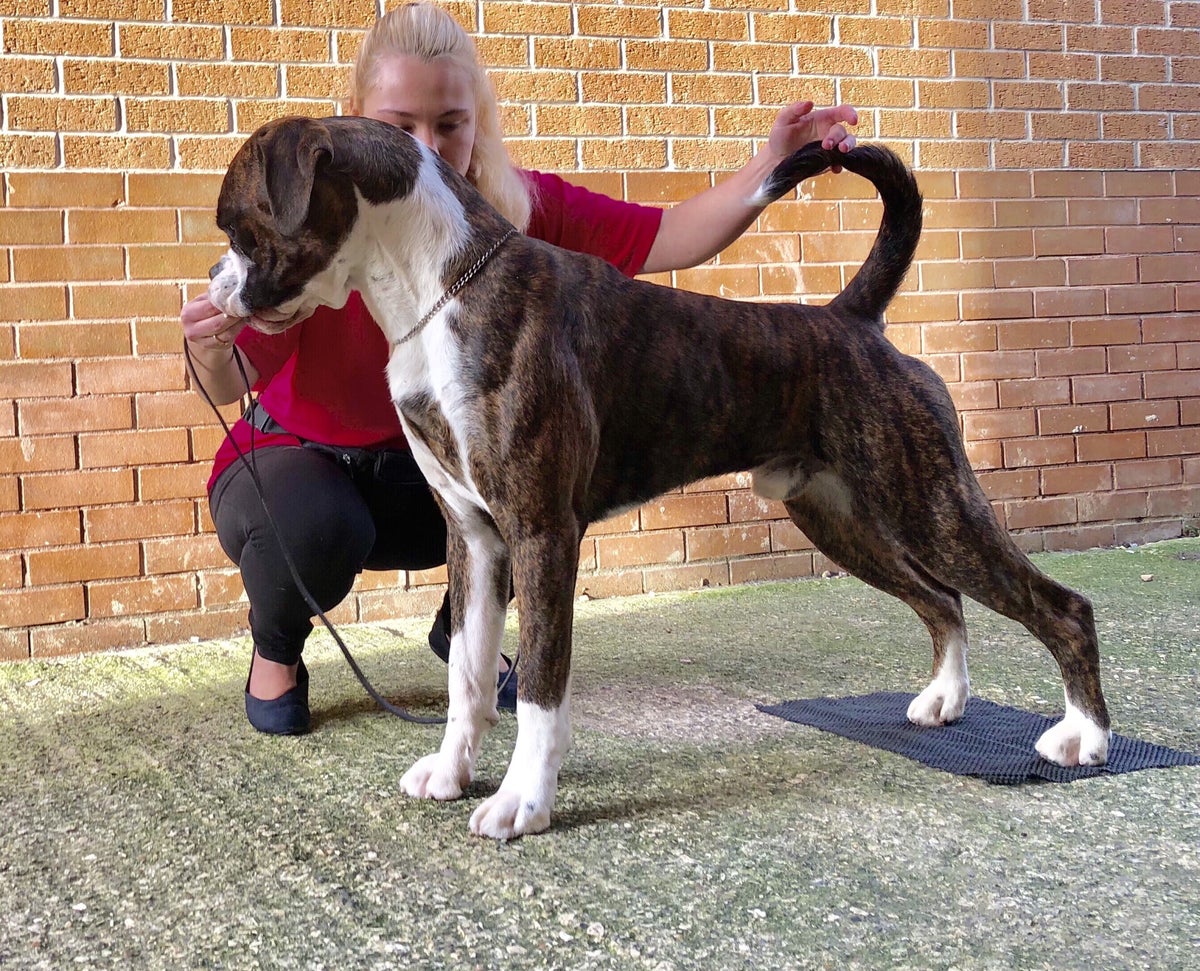 Current Show Team | Whirlobox Boxer Dogs