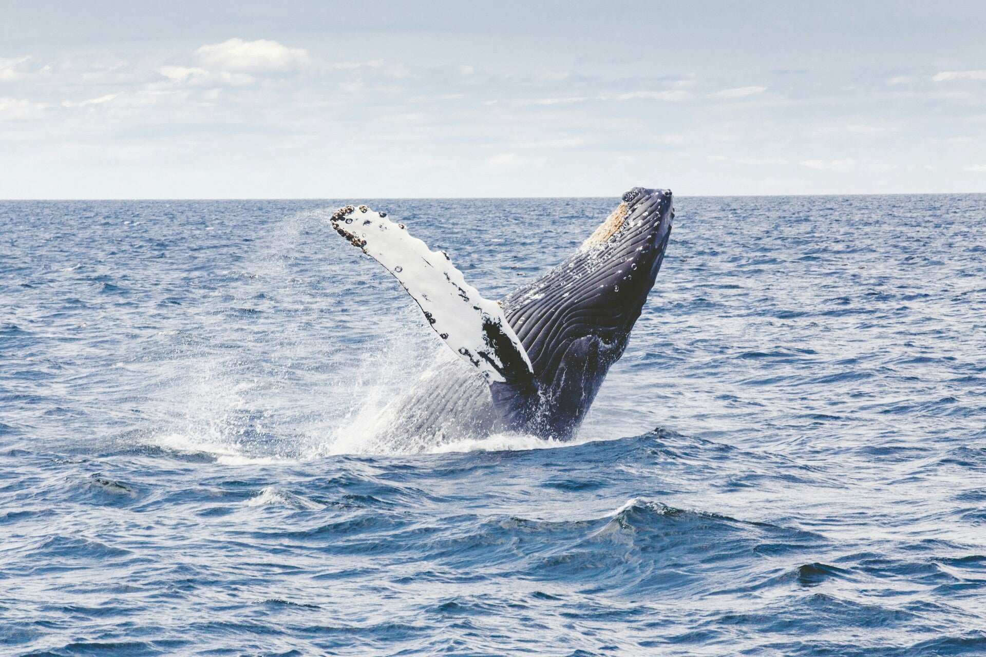 Whale Watching Massachusetts
