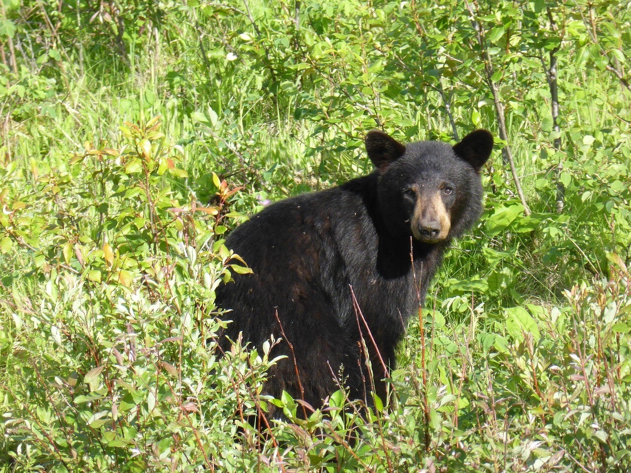 Ontario wildlife