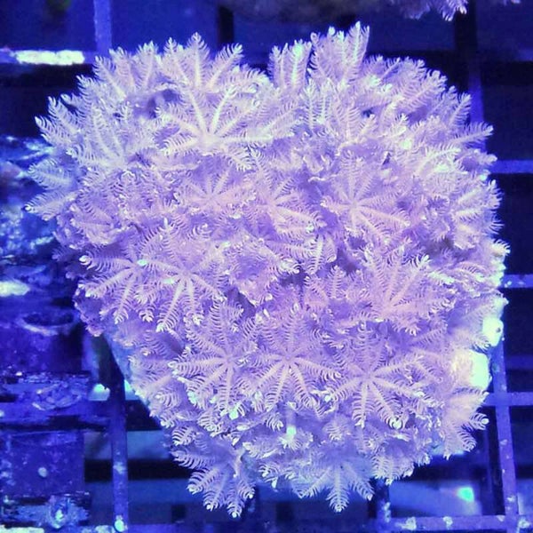 Xenia umbellata (XL FRAG)