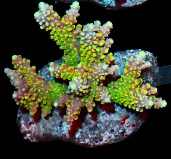 Acropora natalensis green & red (WYSWG)